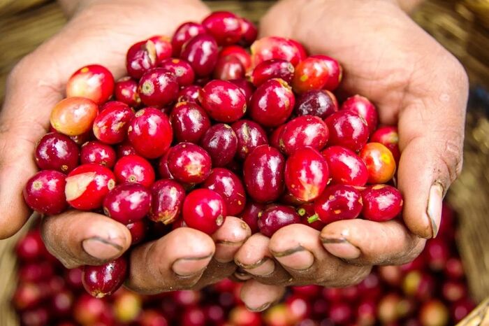 4 loại cà phê Arabica phổ biến hiện nay