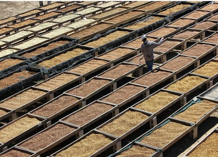 bí quyết bảo quản cà phê nhân đơn giản không bị mốc
