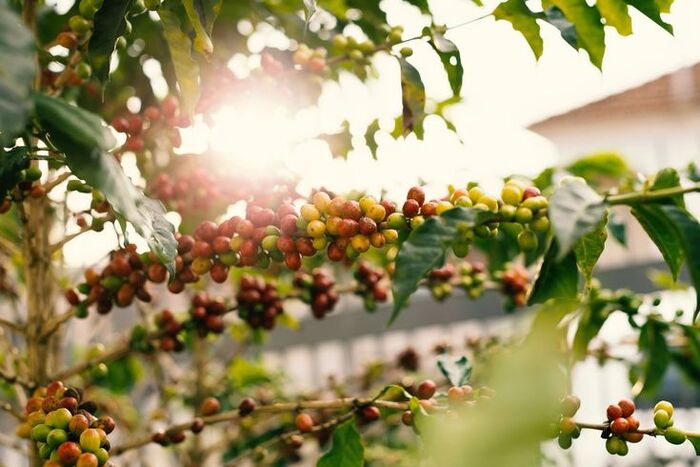 bước ngoặt tại Việt Nam cà phê Robusta là gì