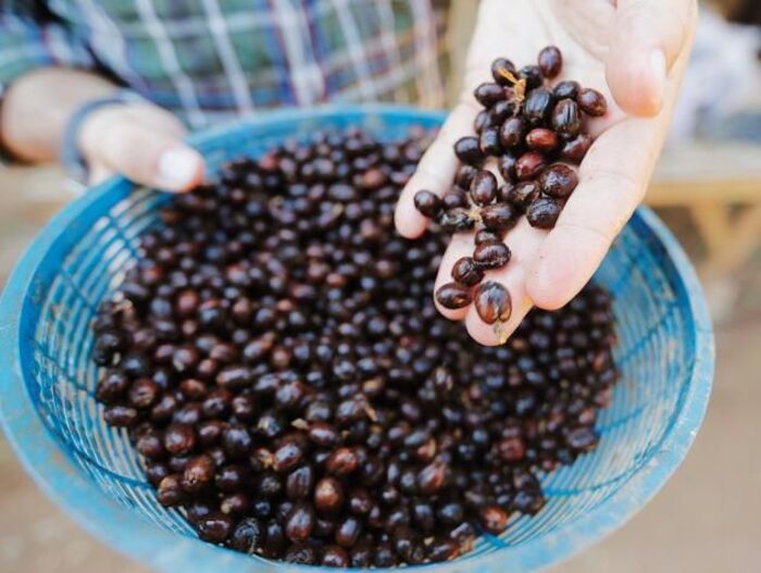cà phê Black Ivory Coffee Thái Lan