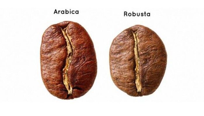 cà phê culi Robusta và culi Arabica