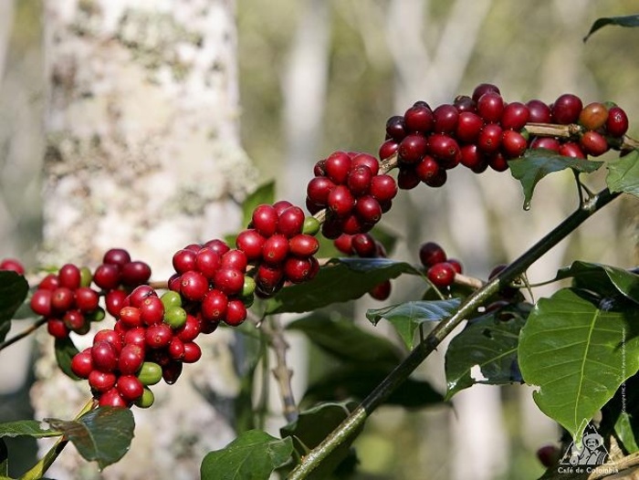 cà phê Elida Geisha Panama
