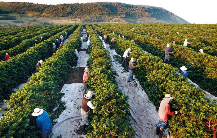 cà phê Fazenda de Sao Joaquim Brazil