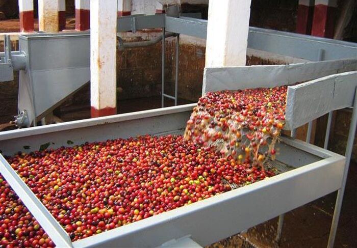 cà phê Fazenda Santaines