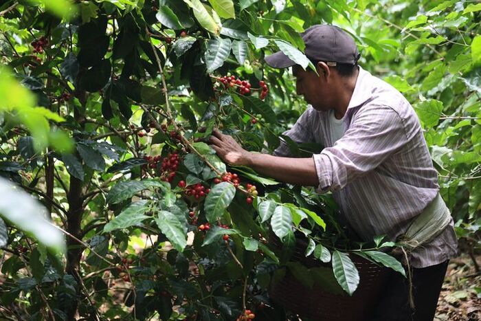 cà phê Hacienda La Esmeralda Panama