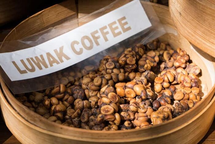 cà phê Kopi Luwak cà phê Chồn
