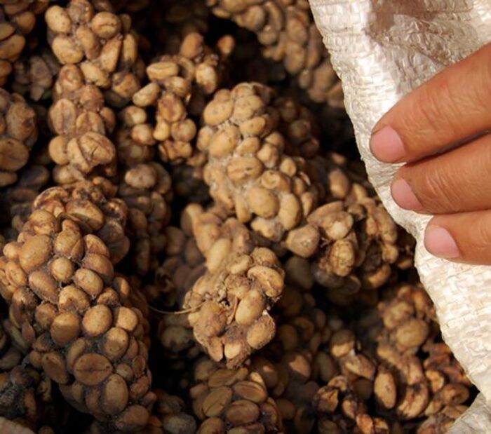 cà phê Luwak Java