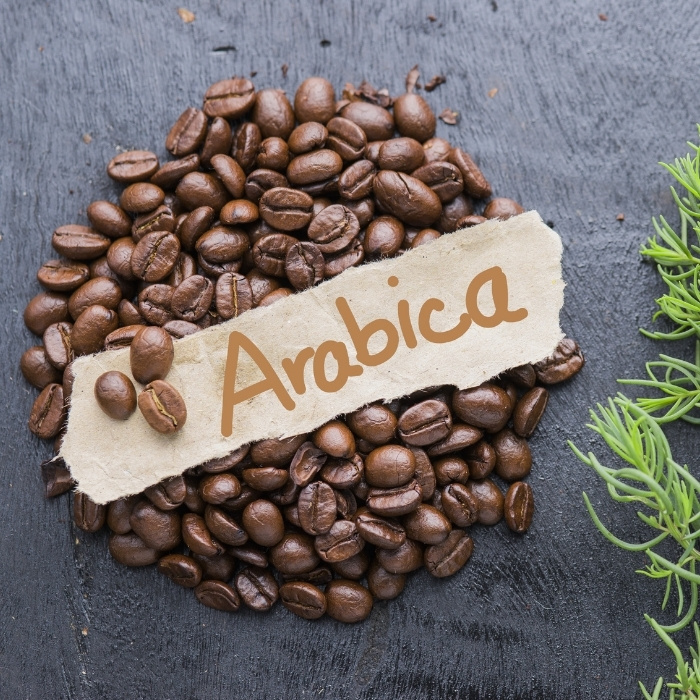 cây cà phê Arabica là gì