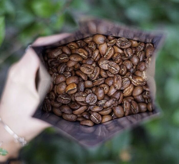 cây cà phê Robusta là gì