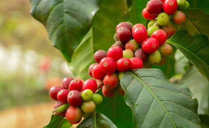 điều kiện địa lý và môi trường cà phê Robusta là gì