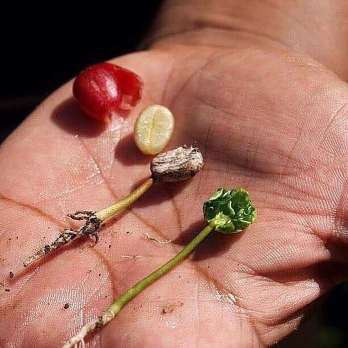màu sắc và mùi hương của cây phê robusta là gì