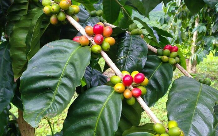 nguồn gốc và phân bố của cây phê Robusta là gì