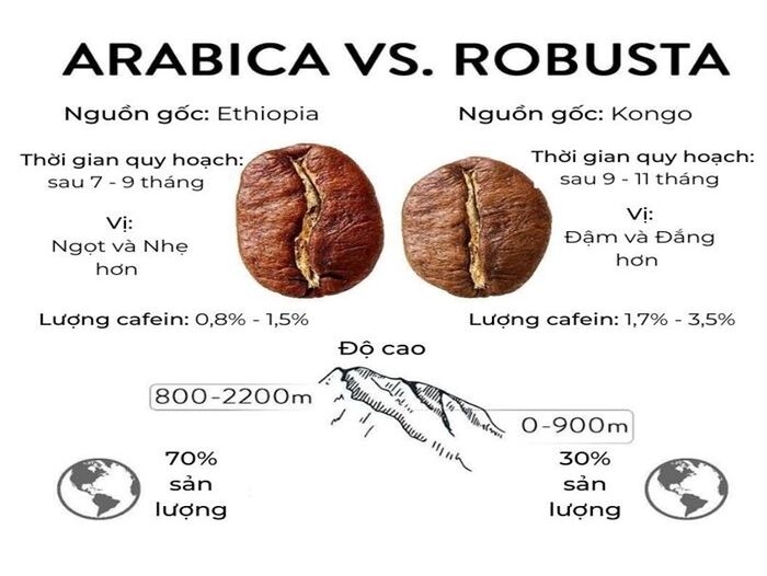 so sánh cà phê robusta và arabica loại nào ngon hơn tại sao