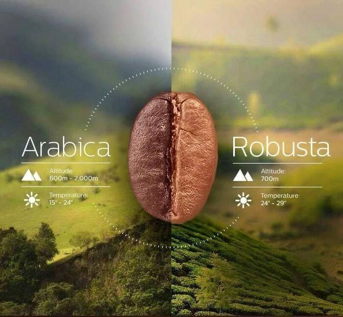 so sánh Robusta và Arabica 1