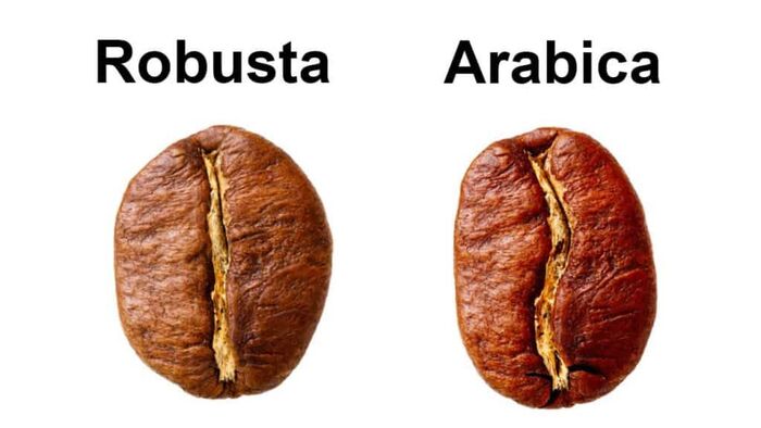 về hình dạng hạt cà phê robusta và arabica