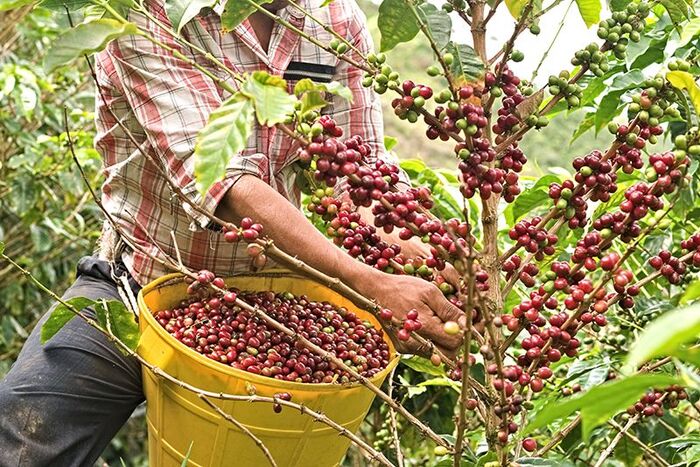 vùng trồng Arabica ở Việt Nam ngon nhất