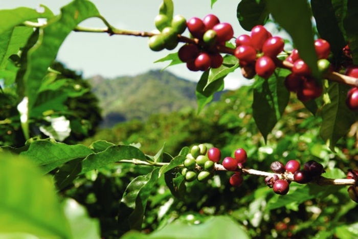 vùng trồng Arabica trên thế giới